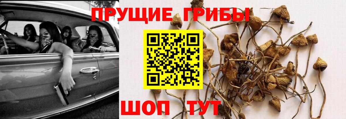 Галлюциногенные грибы Psilocybe  Псилоцибиновые грибы GOLDEN TEACHER  Вход с VPN  Ялта 