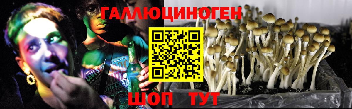 Псилоцибиновые грибы Cubensis Ялта